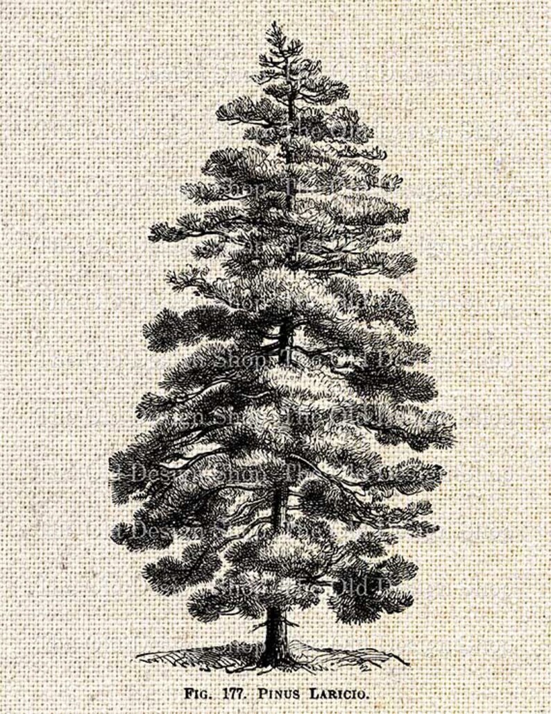 May include: Black and white line drawing of a pine tree, labeled "Fig. 177. Pinus Laricio."