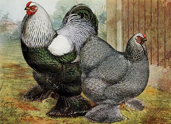 Rooster Hen for Cardmaking Farm Junk Journals Dark Brahma Chicken