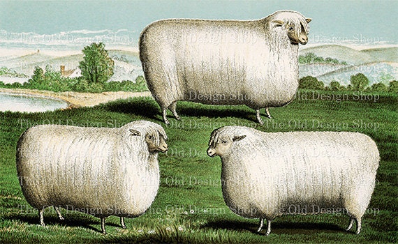 vintage sheep illustration