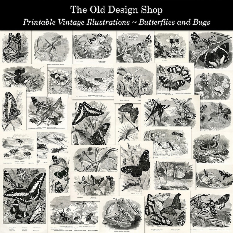May include: A collection of vintage black and white illustrations of butterflies and bugs. The illustrations are from a book titled "The Old Design Shop - Printable Vintage Illustrations - Butterflies and Bugs".