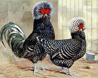 Houdan Chicken Vintage Illustration, Farmhouse Graphics (Digital Download)
