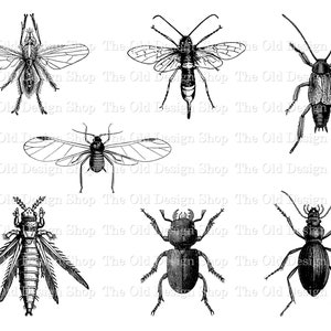 Clipart bogues bugs pour cartesrie vintage insecte graphiques sublimation transfert utilisation commerciale téléchargement numérique PNG JPG Format