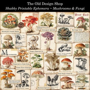 May include: A collage of vintage-style ephemera featuring various mushroom illustrations. The images include detailed drawings and botanical studies of different fungi, with handwritten labels and text. The overall theme is a rustic, antique aesthetic.