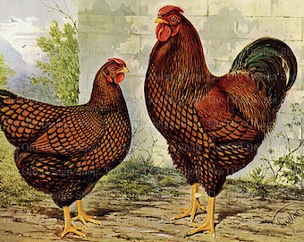 Vintage Golden Wyandotte Rooster Hen Graphics (Digital Download)