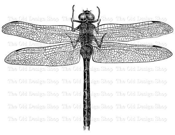 Clip Artwork Classic Dragonfly Printable Instance Electronic Stamp Move Impression photograph about Dragonfly Printable identify Clip Artwork Basic Dragonfly Printable Example Electronic Stamp Go Impression