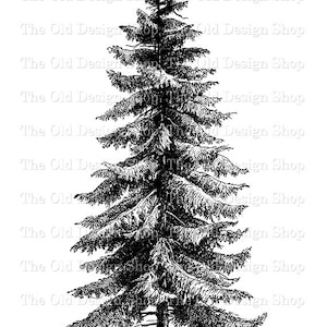 Świerk Picea Excelsa Botaniczna ilustracja Vintage Clip Art Komercyjne użycie Cyfrowy znaczek Transfer Obraz PNG JPG Formaty