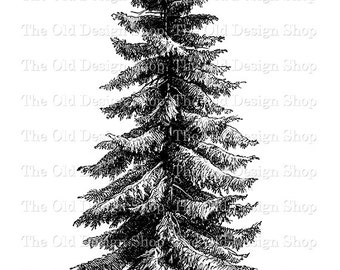 Spruce Tree Picea Excelsa Botanical Illustration Vintage Clip Art Commercial Use Digital Stamp Transfer Image PNG JPG Formats