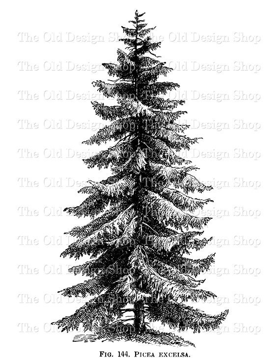 Spruce Tree Picea Excelsa Botanical Illustration Vintage Clip Art  Commercial Use Digital Stamp Transfer Image PNG JPG Formats - Etsy Hong Kong