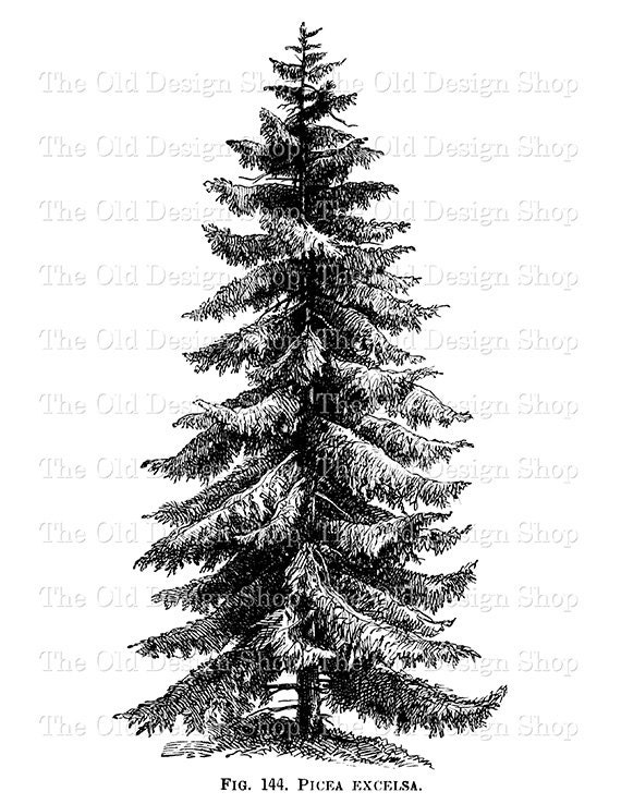 vintage christmas tree clip art black and white