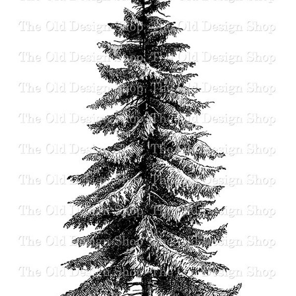 Spruce Tree Picea Excelsa Botanical Illustration Vintage Clip Art Commercial Use Digital Stamp Transfer Image PNG JPG Formats