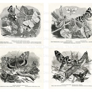 May include: Black and white illustrations of various butterflies and moths. The illustrations are from an old book and feature detailed drawings of the insects. The text below each illustration identifies the species of butterfly or moth.