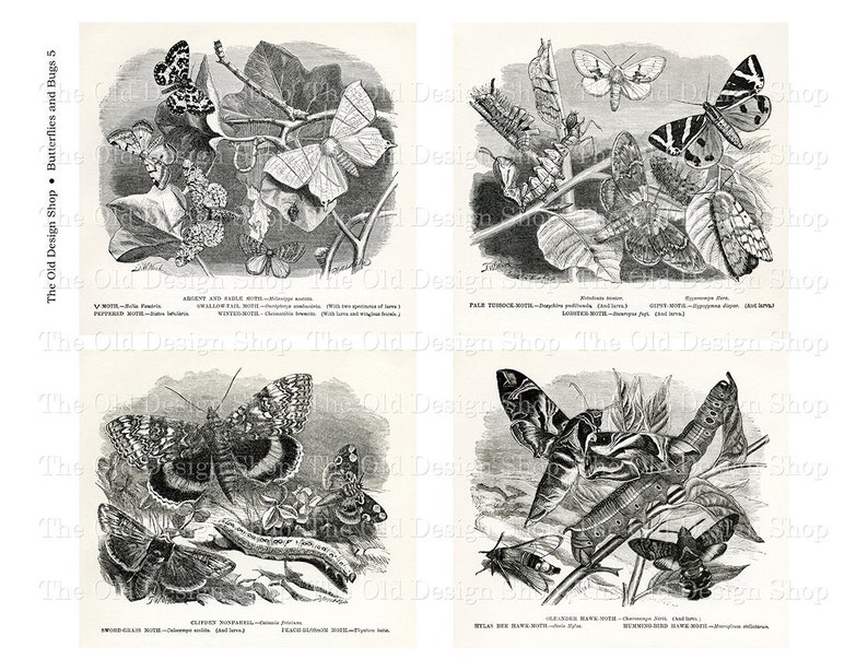 May include: Black and white illustrations of various butterflies and moths. The illustrations are from an old book and feature detailed drawings of the insects. The text below each illustration identifies the species of butterfly or moth.