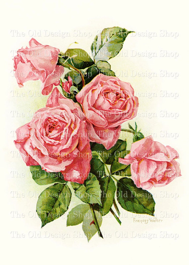 Pink Roses Clip Art Frances Walker Rose Printable Floral Illustration Commercial Use Digital Download JPG Image image 1