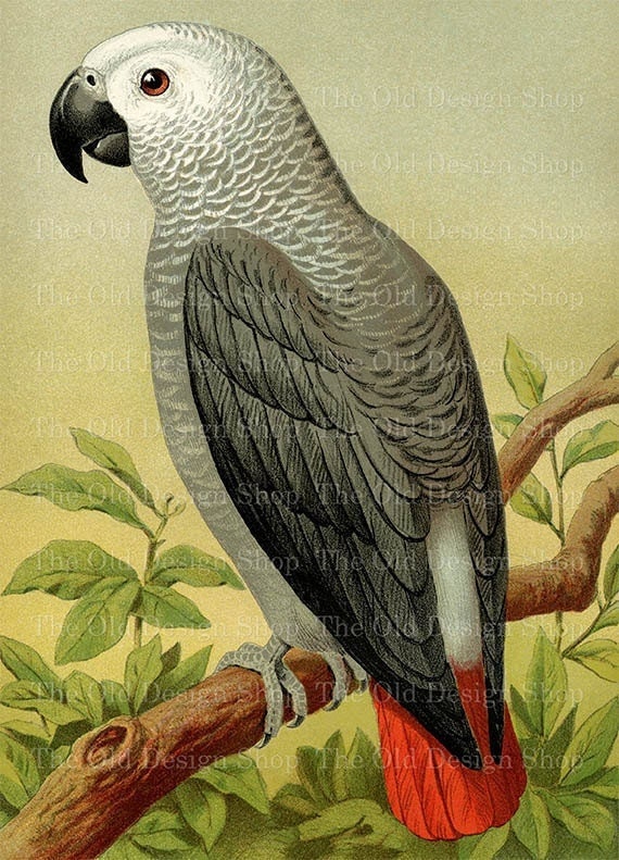 African Gray Parrot Clipart for Junk Journals Cardmaking Supply Printable Vintage Bird Graphics Commercial Use Digital Download JPG File