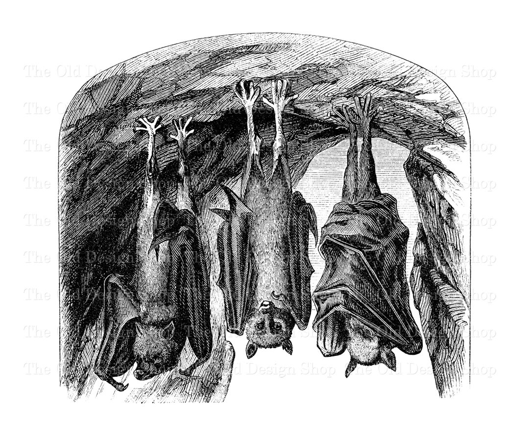 Bats Hanging in Cave Clip Art Vintage Printable Bat Illustration