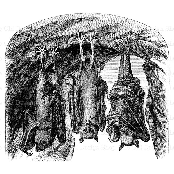 Bats Hanging in Cave Clipart for Cardmaking Junk Journals Vintage Graphics Sublimation Transfer Commercial Use Digital Download PNG JPG
