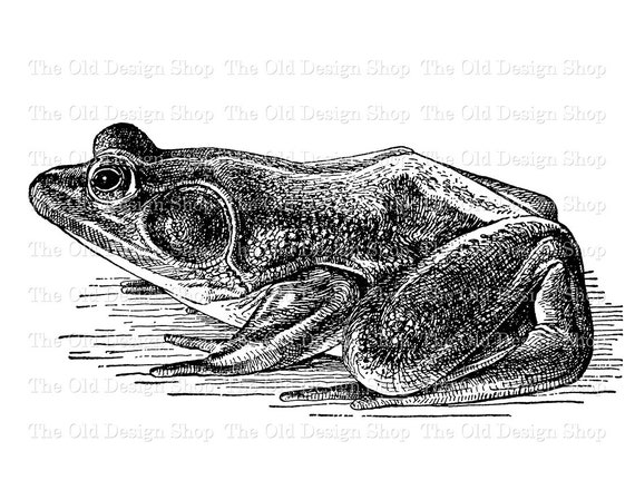 bullfrog clips