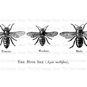 May include: A black and white illustration of a honeybee, showing the female, worker, and male bees. The text "THE HIVE BEE (Apis mellifica)." is below the illustration.