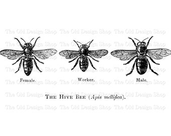 Bees Clipart for Cardmaking Supply Junk Journals Vintage Bee Graphics Sublimation Transfer Commercial Use Digital Stamp Instant Download PNG