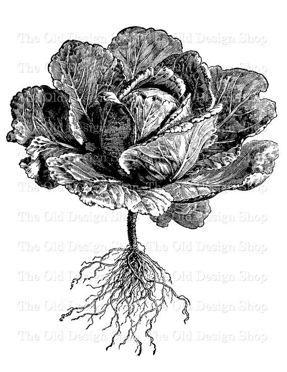 Kohl Kommerzielle Nutzung Clipart Vintage Botanischen Etsy
