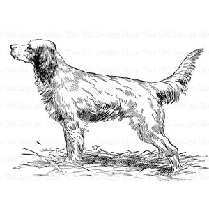English Setter Dog Clipart for Cardmaking Junk Journals Ink Saver Vintage Dog Graphics Sublimation Transfer Commercial Use Digital PNG File