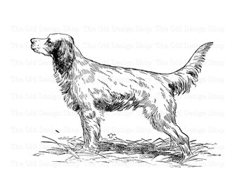 English Setter Dog Clipart for Cardmaking Junk Journals Ink Saver Vintage Dog Graphics Sublimation Transfer Commercial Use Digital PNG File