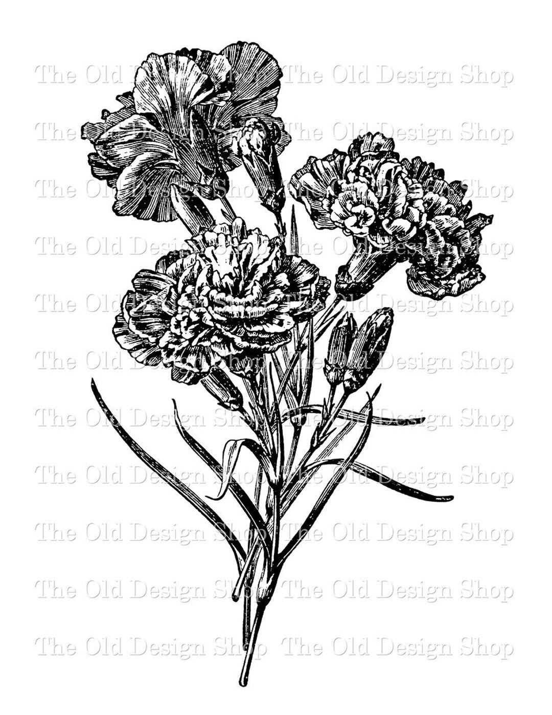 Carnation Flower Clip Art Floral Illustration Commercial Use Digital Stamp  Transfer Image PNG JPG Formats - Etsy, image size:1080x1398