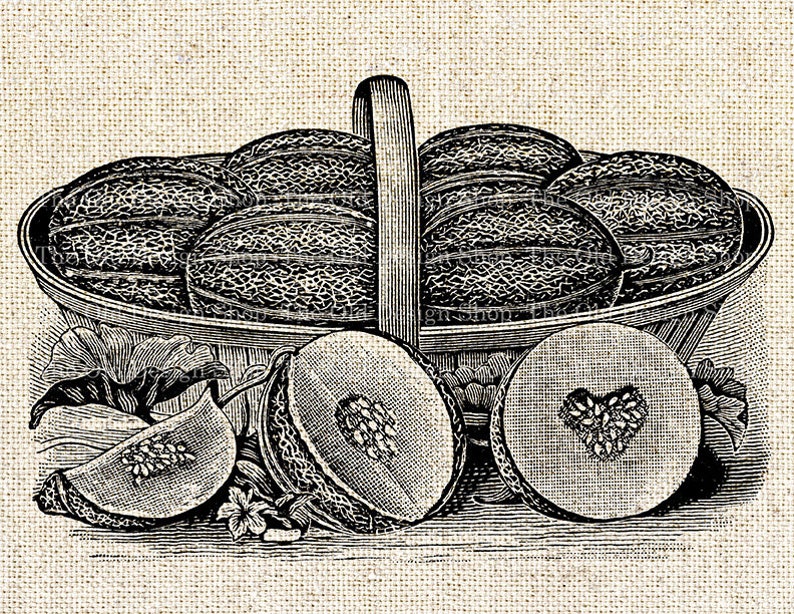 Basket of Cantaloupe Garden Commercial Use Clip Art Fruit Illustration Digital Stamp Transfer Image PNG JPG Formats