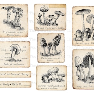 May include: Vintage-style mushroom illustrations on aged paper cards. The cards feature detailed drawings of various mushroom species, including fly mushrooms, parasol mushrooms, and morels, with labels indicating edibility and other details. Includes text: "Naturalist Journal Entry."