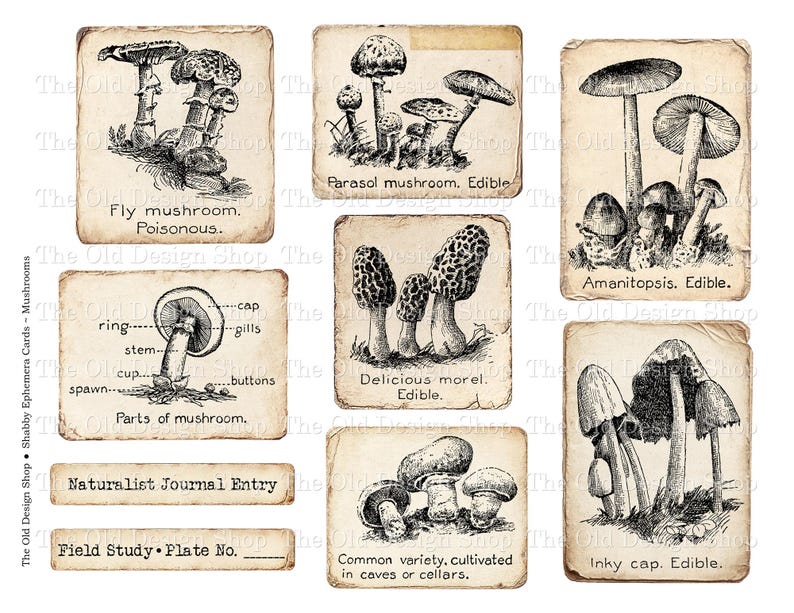 May include: Vintage-style mushroom illustrations on aged paper cards. The cards feature detailed drawings of various mushroom species, including fly mushrooms, parasol mushrooms, and morels, with labels indicating edibility and other details. Includes text: "Naturalist Journal Entry."