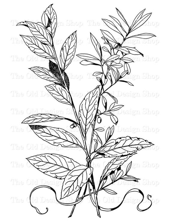 Botanical Clip Art Laurel and Olive Vintage Illustration Etsy