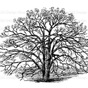 May include: Black and white line art illustration of a bare tree with many branches. The tree is drawn in a simple style, with the branches extending out in all directions.