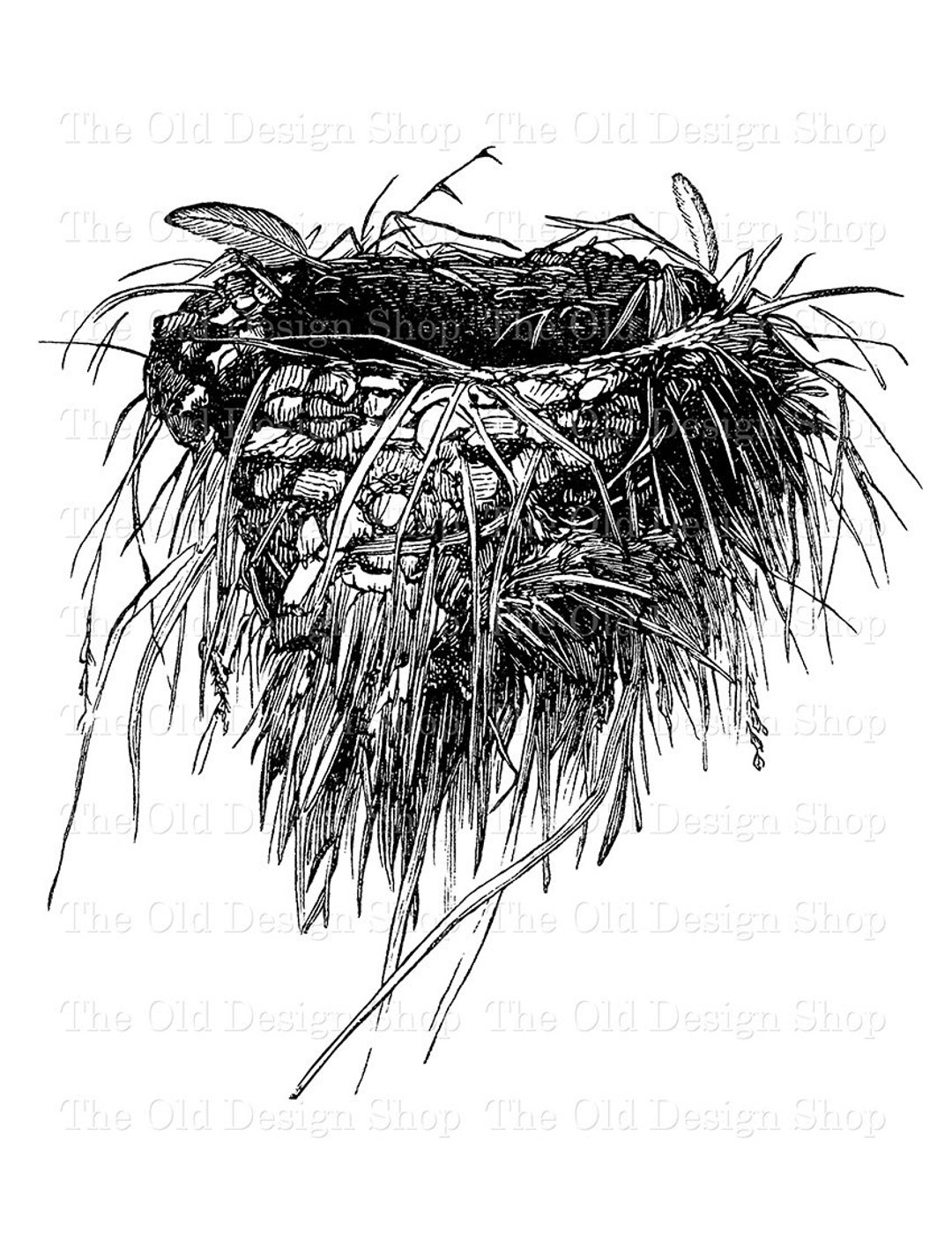 Bird Nest Swallows Nest Clip Art Illustration Commercial Use Etsy