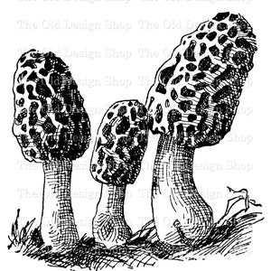 Clipart champignon morille pour la fabrication de cartes journaux indésirables économiseur d'encre vintage champignons graphiques Sublimation transfert usage commercial fichier PNG numérique