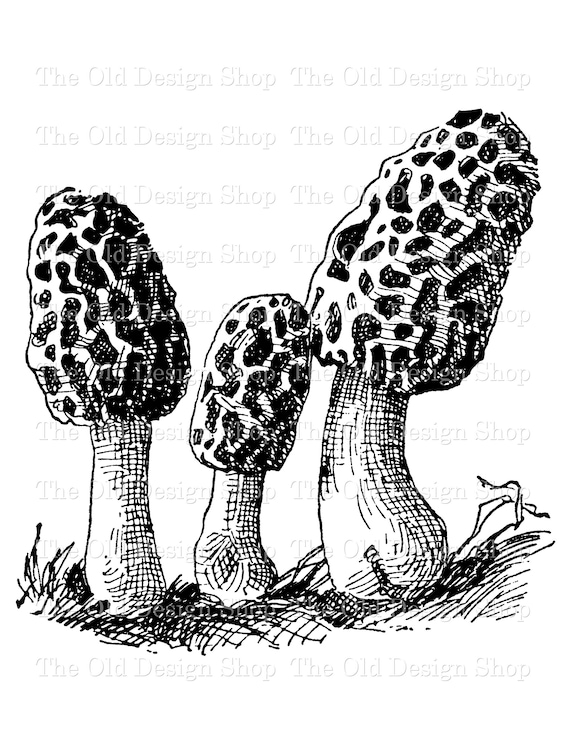 Painting Ink Morel Mushroom Original Illustration Art & Collectibles