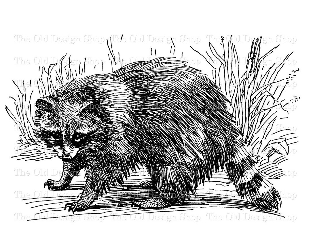 Raccoon Clip Art Woodland Animal Illustration Commercial Use - Etsy