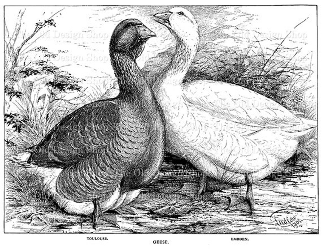 Geese Goose Clip Art Toulouse Embden Printable Farm Animal - Etsy