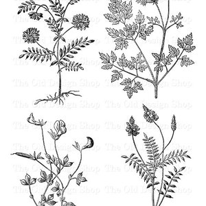 Botanische Clipart Ink Saver Druckbare Vintage Botanische Grafiken für Junk Journal Versorgung Kartenherstellung Versorgung Digitaler Download PNG und JPG