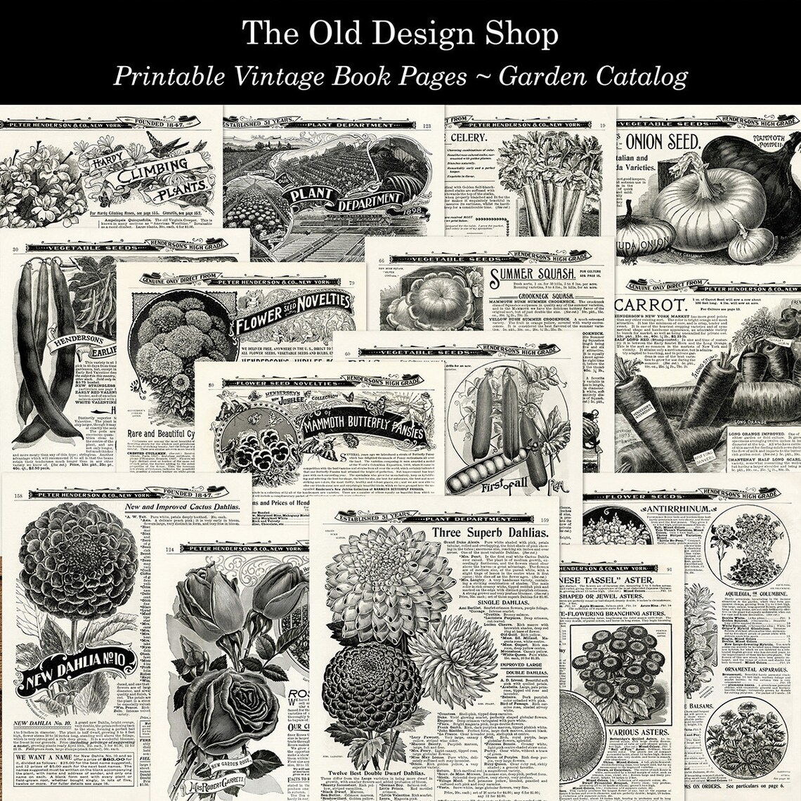 Vintage Printable 1898 Garden Catalog Book Pages Digital Etsy