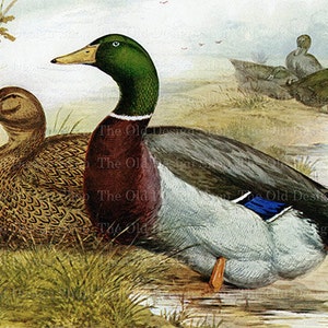 May include: A painting of a group of ducks. A male mallard duck with a green head and a brown breast is sitting next to a female mallard duck with brown feathers. Three other ducks are in the background.