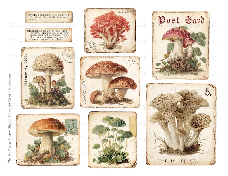 Shabby Mushroom Ephemera Printable Set Vintage Fungi Mycology Cards Botanical Junk Journal Kit image 3