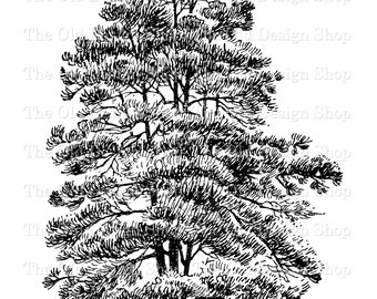 Pine Tree Clipart for Cardmaking Junk Journals Ink Saver Vintage Botanical Graphics Sublimation Transfer Commercial Use Digital Download PNG