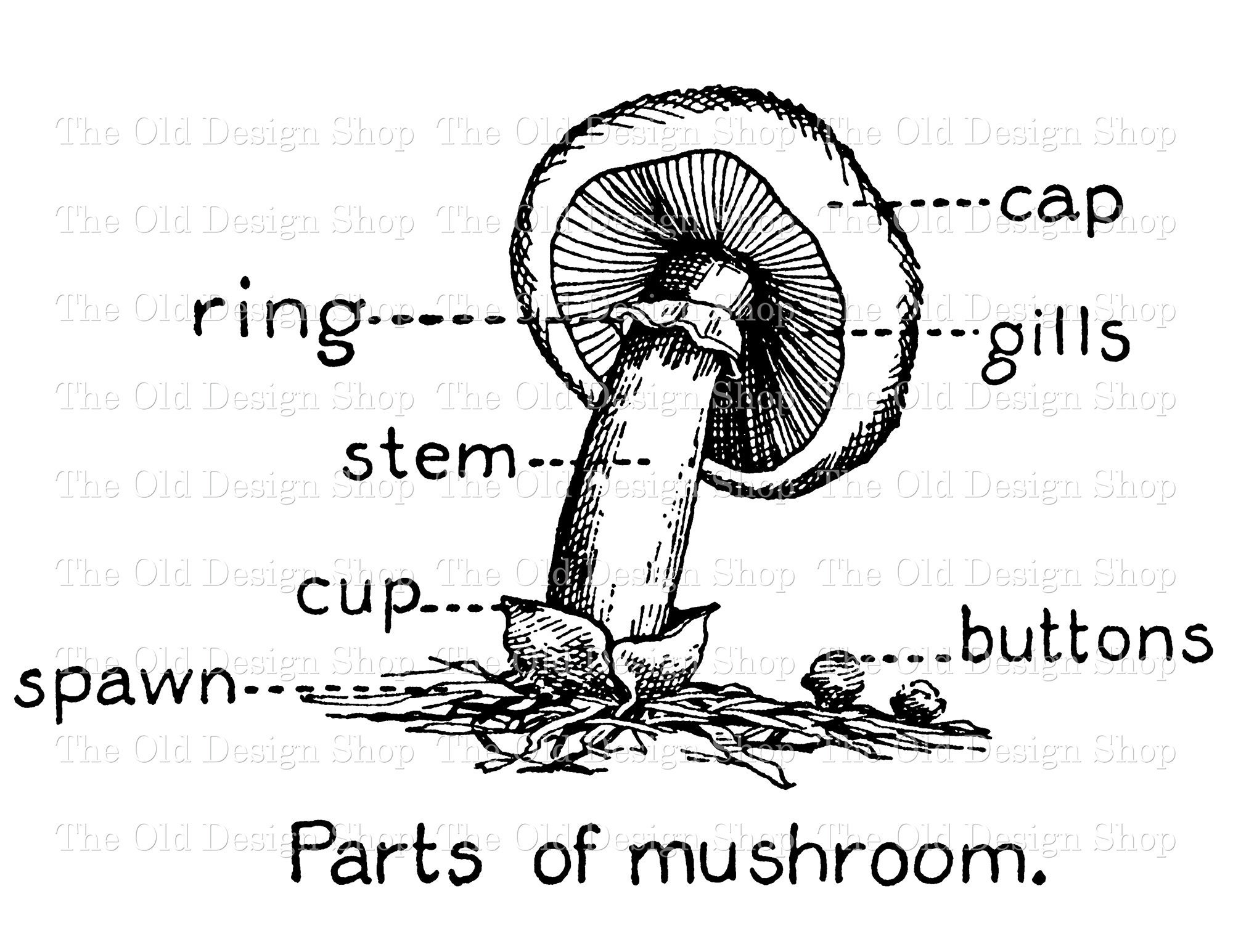 Mushroom Labelling Mushroom Diagram Labeled