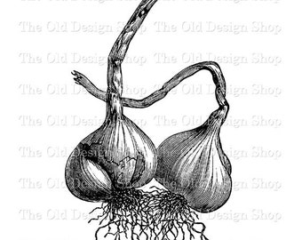 以下が含まれることがあります： 根のあるニンニクの白黒線画。画像は「FIG. 84. GARLIC.」とラベル付けされています。