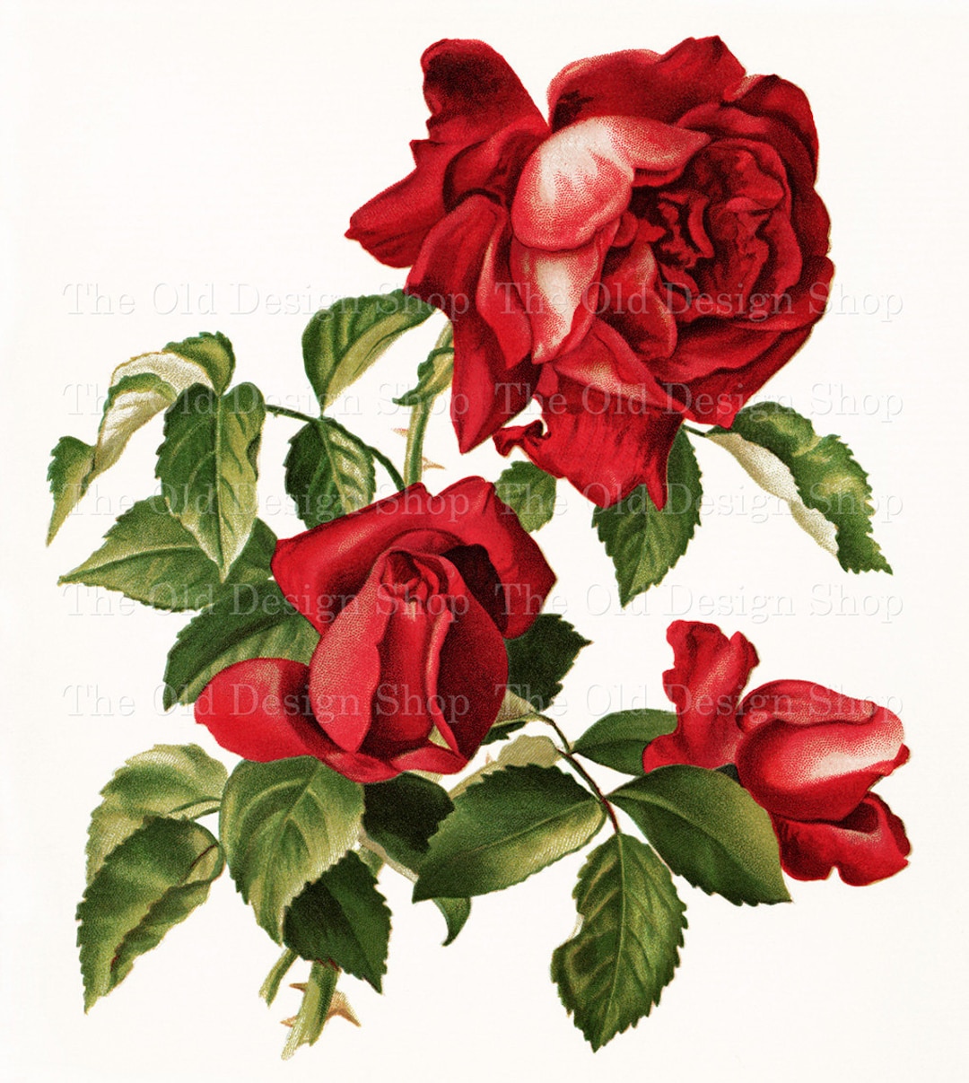 Designart PT13812-36-28-3P Red Rose with Raindrops on
