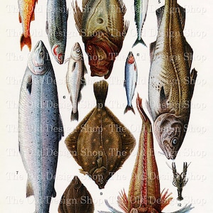 Printable Fish Clipart Old Book Page for Fishing Journal Cardmaking Supply Vintage Fish Graphics Commercial Use Digital Download JPG File