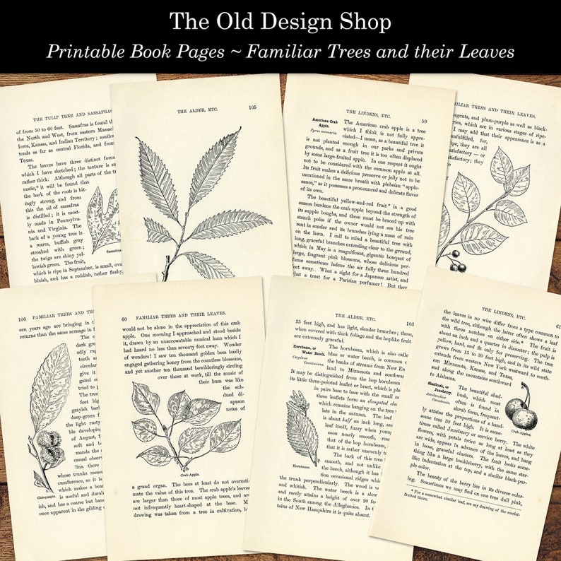 Printable Vintage Book Pages Familiar Trees and Their Leaves Etsy Canada