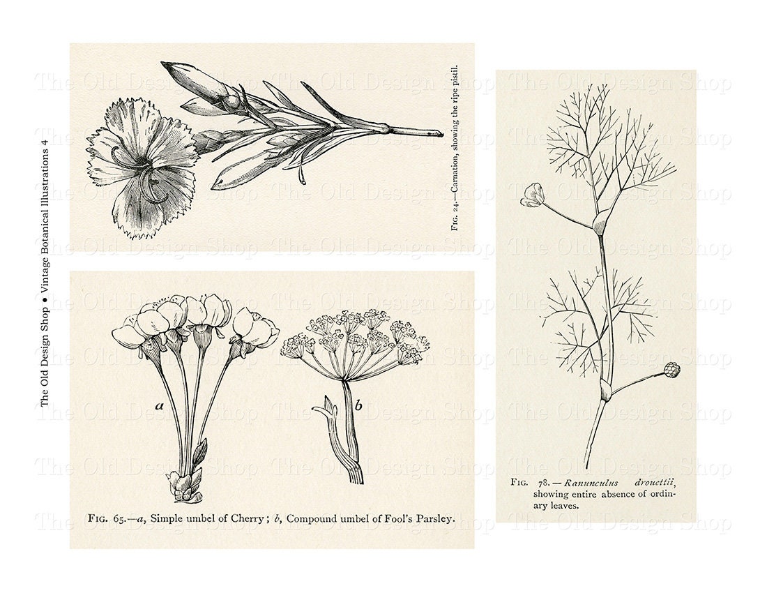Vintage Botanical Printable Illustrations for Junk Journals Vintage Botanical Printable Illustrations for Junk Journals