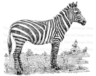 Vintage Zebra Clipart, Animal Sublimation, Digital Download PNG, JPG