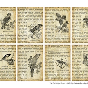 May include: Vintage illustrations of various birds, including the Bluebird, Redstart, Kingbird, Mockingbird, Cuckoo, Grosbeak, Phoebe, and a few others. The illustrations are in black and white and feature detailed drawings of the birds' plumage and markings. The text describes the birds' characteristics, habitats, and behaviors. The illustrations are from an old encyclopedia or book about birds.